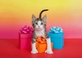 Polydactyl kitten leaning over colorful presents looking at viewer