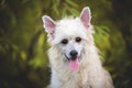 Close-up portrait of adorable powderpuff chinese crested dog in autumn forest Royalty Free Stock Photo