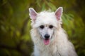 Close-up portrait of adorable powderpuff chinese crested dog in autumn forest Royalty Free Stock Photo