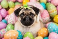 Close up portrait of adorable pug puppy looking at the camera surrounded by homemade painted easter eggs, studio shot