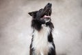 Close up portrait of a adorable purebred Border Collie dog looking up to camera isolated over grey wall background. Funny black Royalty Free Stock Photo