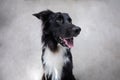 Close up portrait of a adorable purebred Border Collie dog looking up to camera isolated over grey wall background. Funny black Royalty Free Stock Photo