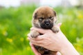 Close-up Portrait of adorable two weeks old shiba inu puppy in the hands of the owner in the buttercup meadow Royalty Free Stock Photo