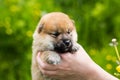 Close-up Portrait of adorable two weeks old shiba inu puppy in the hands of the owner in the buttercup meadow Royalty Free Stock Photo