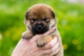 Close-up Portrait of adorable two weeks old shiba inu puppy in the hands of the owner in the buttercup meadow Royalty Free Stock Photo