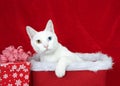 White cat with heterochromia peaking out of a Christmas basket Royalty Free Stock Photo