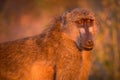 A close up portrait of an adult baboon with open eyes