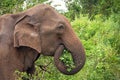 Side view portrait of an adult Ceylon elephant, Sri Lanka Royalty Free Stock Photo