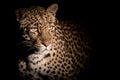 Close up portrait of adult female leopard