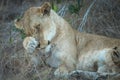 Portrait of adult lioness cleaning herself.