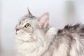 Close up portrait of adult maine coon looking at bird. Silver tabby serious cat.