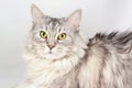 Close up portrait of adult maine coon looking stright at you. Silver tabby serious cat.