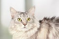 Close up portrait of adult maine coon staring with a scared look. Silver tabby serious cat. Royalty Free Stock Photo