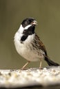 A close-up portrait of an adult male Reed Bunting (Emberiza schoeniclus). Royalty Free Stock Photo