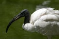 Portrait of an adult sacred ibis Royalty Free Stock Photo