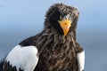 Close up portrait of Adult Steller`s sea eagle. Scientific name: Haliaeetus pelagicus