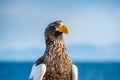 Close up portrait of Adult Steller`s sea eagle.  Scientific name: Haliaeetus pelagicus. . Blue background Royalty Free Stock Photo