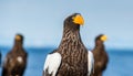 Close up portrait of Adult Steller`s sea eagle.  Scientific name: Haliaeetus pelagicus. Royalty Free Stock Photo