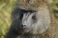 Close-up of a portrait of an African baboon\'s face. Brown eyes and long nose.