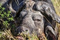 Close-up portrait of an African buffalo or Cape buffalo head amidst the bushes Royalty Free Stock Photo