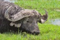 close-up portrait of african cape buffalo eating grass in the wild swamps of amboseli national park, kenya Royalty Free Stock Photo