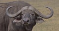 A close-up portrait of african cape buffalo in the wild, Kenya Royalty Free Stock Photo