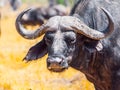 Close-up portrait of african Cape buffalo, Syncerus caffer, Moremi Game Reserve, Okavango Region, Botswana, Africa Royalty Free Stock Photo