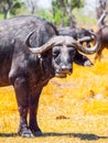 Close-up portrait of african Cape buffalo, Syncerus caffer, Moremi Game Reserve, Okavango Region, Botswana, Africa Royalty Free Stock Photo