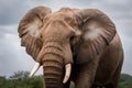 Close up portrait of African elephant, majestic wildlife photography Royalty Free Stock Photo