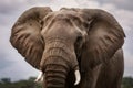 Close up portrait of African elephant, majestic wildlife photography Royalty Free Stock Photo