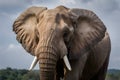 Close up portrait of African elephant, majestic wildlife photography Royalty Free Stock Photo