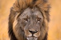 Close-up portrait of African lion, male. Botswana wildlife. Lion, fire burned destroyed savannah. Savuti, Chobe NP in Botswana.