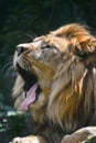 Close up portrait of African lion yawning Royalty Free Stock Photo