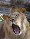 Close up portrait of African lion yawning Royalty Free Stock Photo