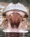 African river hippopotamus with its mouth wide open