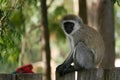 Close up portrait of a vervet monkey seated on a fence on the shores of lake Naivasha in Kenya Royalty Free Stock Photo