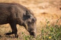 Close-up portrait of African warthog Phacochoerus africanus, Kruger National Park, South Africa