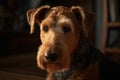 Close-up portrait of Airedale Terrier Royalty Free Stock Photo