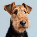 Close-Up Portrait of Airedale Terrier Dog from Side Angle on White Background Highlighting Its Distinctive Features Royalty Free Stock Photo