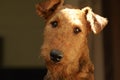 Close up portrait Airedale Terrier pedigree dog face head