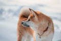 Close up portrait. Akita inu dog is outdoors in the park at winter time