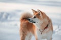 Close up portrait. Akita inu dog is outdoors in the park at winter time