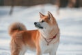 Close up portrait. Akita inu dog is outdoors in the park at winter time