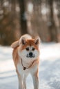 Close up portrait. Akita inu dog is outdoors in the park at winter time Royalty Free Stock Photo