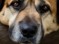 A close-up portrait of an Alabai dog Royalty Free Stock Photo