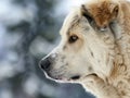 A close-up portrait of an Alabai dog Royalty Free Stock Photo