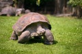 Close up portrait of an Aldabra Giant Tortoise Royalty Free Stock Photo