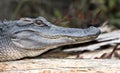 Close up portrait of American Alligator head, jaws, teeth, scales and vertically elliptical pupil Royalty Free Stock Photo