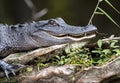 Close up portrait of an American Alligator laying on a log in a dark swamp showing teeth.