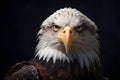 Close up portrait of American Bald eagle face isolated on black background with copy space. haliaeetus leucocephalus Royalty Free Stock Photo